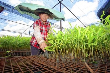 Workers at the APP nursery center perform a seedling classification of 3 month-old Acacia trees in an adaptive net shelter at the Asia Pulp and Paper nursery center in Dingan, in the northeast Hainan province, a tropical part of China.