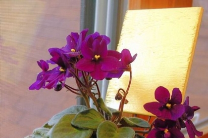 African violets prefer bright, indirect sun and need eight hours of darkness each night.