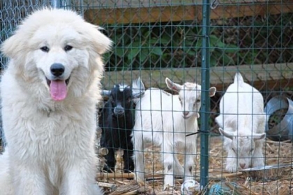 An open mouth with tongue hanging out shows that Journee, a Great Pyrenees, is happy and relaxed.