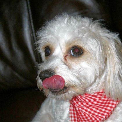 Hobo, a bishon mix, is shown licking, a different sign of stress.