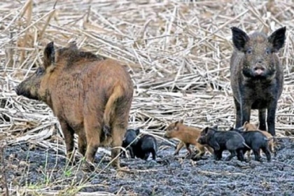 Breeding pairs of wild boars, such as this couple with piglets, have been confirmed in several Pennsylvania counties.