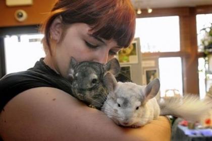 Blue Martin snuggles with her chinchillas Slurpee and Sloppy Milkshake during the Winter Wonderland party for small pets at the Animal Nature store in Regent Square.