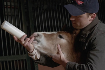 A still from the Budweiser Clydesdale Super Bowl commercial.