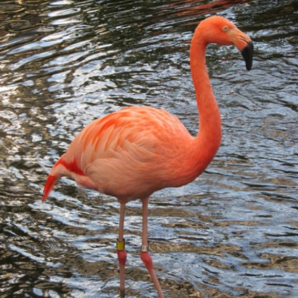 American flamingo at National Aviary.
