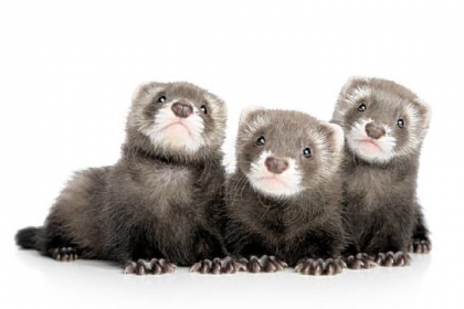 Ferrets!