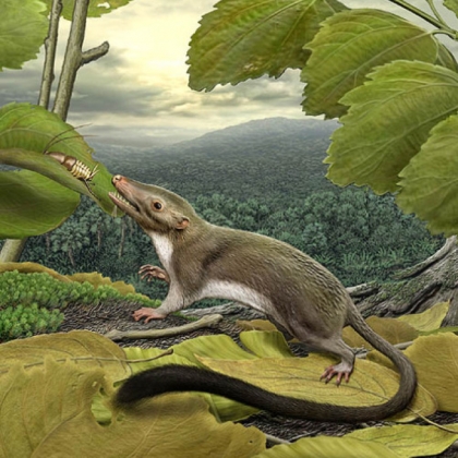 An artist's rendering of the hypothetical placental ancestor, a small insect-eating animal.