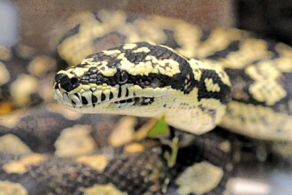 Jungle carpet pythons are sometimes called "Steelers Snakes," said Dom Pisani of Tamdom Reptiles, because of their black and yellow coloring.