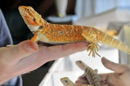 Bearded dragons were available at the Dragon Fortress booth at the Pittsburgh Reptile Show & Sale held each month in Cheswick.