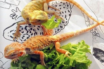 Bearded dragons munch on lettuce and bask in sunshine at the Pittsburgh Reptile Show & Sale in Cheswick.