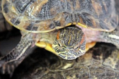 A red ear slider for sale at the monthly Pittsburgh Reptile Show and Sale at the Harmar House in Cheswick.
