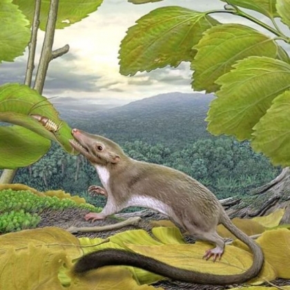 An artist's rendering of the hypothetical placental ancestor, a small insect-eating animal. The research team reconstructed the anatomy of the animal by mapping traits onto the evolutionary tree most strongly supported by the combined phenomic and genomic data and comparing the features in placental mammals with those seen in their closest relatives.