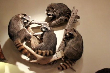 Four Racoons wall art was just one of the many ways former woodland creatures are transformed into family room conversation pieces.