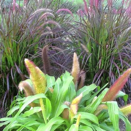 New to the Penn State demonstration gardens last year, 'Jade Princess' was outstanding. The fountain grass has wide lime-green foliage with burgundy-red flower spikes.