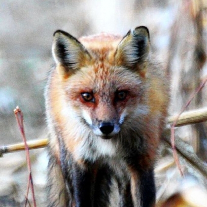 As the price of red fox pelt prices go, so goes the interest in trapping them in the state.