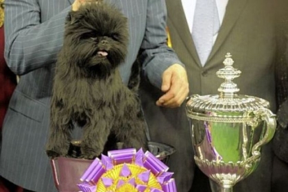 Banana Joe, an Affenpinscher, won Best of Show at the 137th Westminster Kennel Club Dog Show Tuesday at Madison Square Garden in New York.