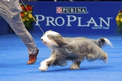 Olivia, a bearded collie owned by Ray and Kathy Harrington of Peters and Carolyn O'Neil of Nashville, Tenn., was named best of breed at the Westminster dog show.