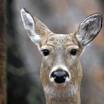 When deer behaviors change in winter, late-season hunters should consider changing their tactics.