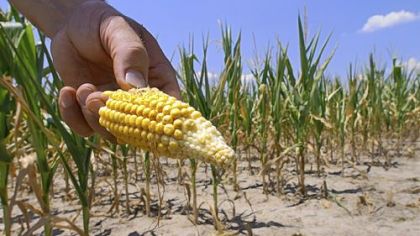 Persistent Midwestern drought last summer helped drive up corn prices. This field in Nashville, Ill., was cut down early.