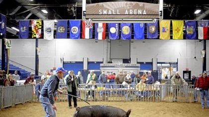 Russ Wilson of New Freedom, York County, displays his Berkshire gilt Friday in a competition at the 97th Pennsylvania Farm Show in Harrisburg. The farm show opened Saturday and runs through Jan. 12.