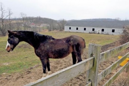 The property includes a barn, 7 seven acres of fenced pasture for horses and 3 acres for sheep.