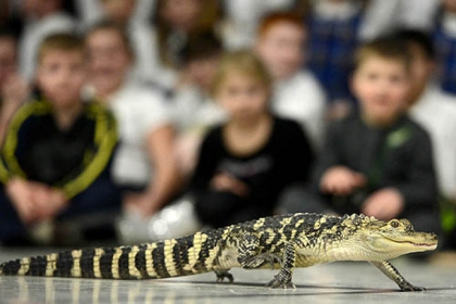 An American alligator walks slowly in front of the students.