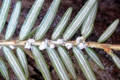 Hemlock woolly adelgid egg casings on the underside of a hemlock branch.