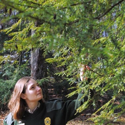 Stacie Hall of Ohiopyle State Park checks trees for invasive insects.