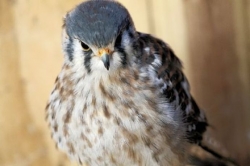 Let's Talk About Birds: American kestrels