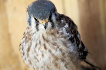 Visitors to the National Aviary this weekend can learn about the American kestrel and other falcons.