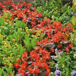 Phipps unveils its flowery secrets