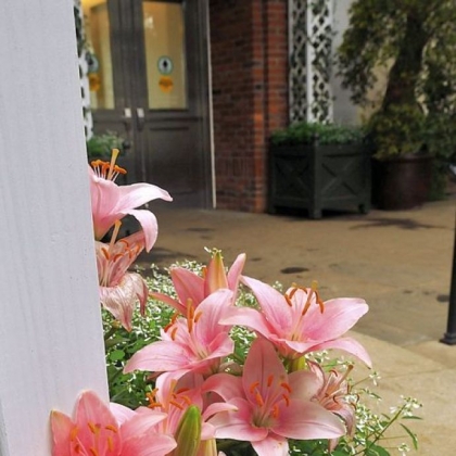 Asiatic lily.