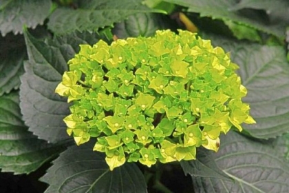 Bigleaf hydrangea.