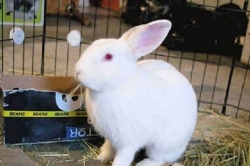 Pet Tales: Be cautious in giving pet bunnies as gifts