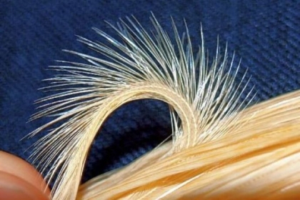 Chickens at Alsdorf Genetic are biologically engineered for 30 traits, producing feathers with specific colors, patterns, textures, stiffness and durability. The hackle above has microscopic barbs positioned to enhance floating.