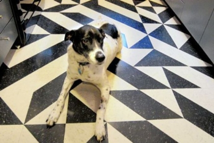 Tutka sits on the kitchen floor in the Swissvale home of Sean Derry and Coreen Farris.