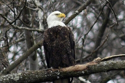 Allegheny County's new resident bald eagles a tourist attraction