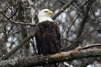 One of the pair of nesting bald eagles that can be seen along the hillside above East Carson Street near the Glenwood Bridge in Hays.