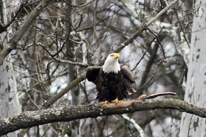 Bald eagles can be seen along the hillside above East Carson Street along the Monongahela River, not far from the Glenwood Bridge in Hays.