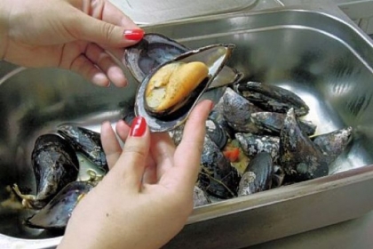 Chilean giant "shoe mussel."