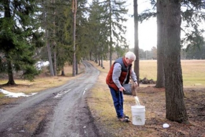 Dan Wingard collects sap from one of 360 buckets he has on his and surrounding land. He pays his neighbors "rent" in the form of syrup.