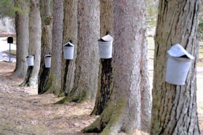 Vintage buckets hang on red maple trees along the lane to Dan Wingard's home in West Deer.