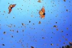 'Flight of the Butterflies' tells the story of amazing insects and dedicated humans