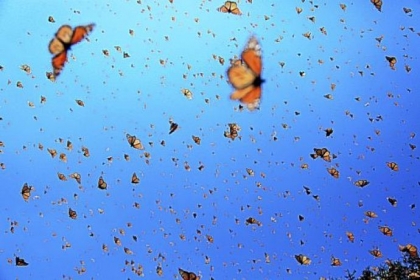 "Flight of the Butterflies"