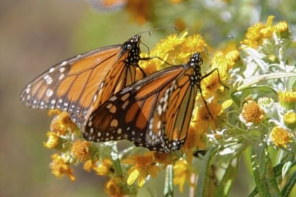 "Flight of the Butterflies," opening at the Carnegie Science Center.