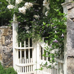 These hardy roses will make a garden brim with color