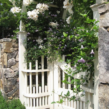 'Sally Holmes' climbing rose intertwined with 'Betty Corning' blue clematis on a gate.