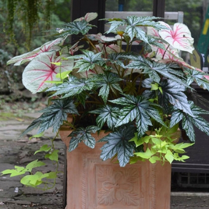 This container does pretty well in part shade, filled with plants that can replace impatiens. It's planted with caladiums, 'Gryphon' begonia and sweet potato vine.