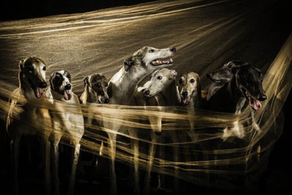Pittsburgh artist Harry Giglio is exhibiting and selling fine art photographs of greyhounds rescued through Steel City Greyhounds at a fundraiser called "Release the Hounds" on Friday at 3G Gallery in the Westin Convention Center hotel, Downtown.