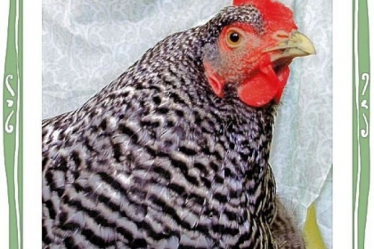 A portrait of Lucy, a Barred Plymouth Rock, who is Lauren Scheuer's favorite chicken.