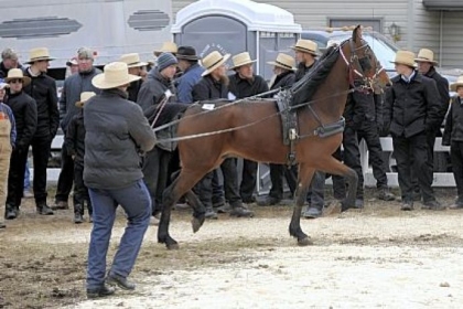 Livestock are part of the auctions, as well as Amish crafts, antiques and quilts.